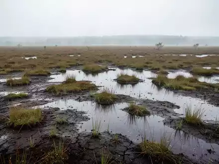 Weite, teilweise wiedervernässte Moorlandschaft mit dunklen Torfböden und typischer Sumpfvegetation bei bedecktem Himmel. - Foto: über boerse-global.de