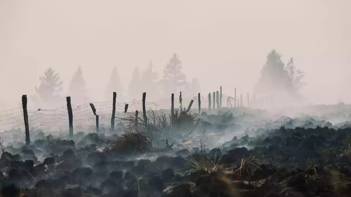 Der Flächenbrand im Hohen Venn hat große Schäden angerichtet. - Bild: Marius Burgelman/AP/dpa