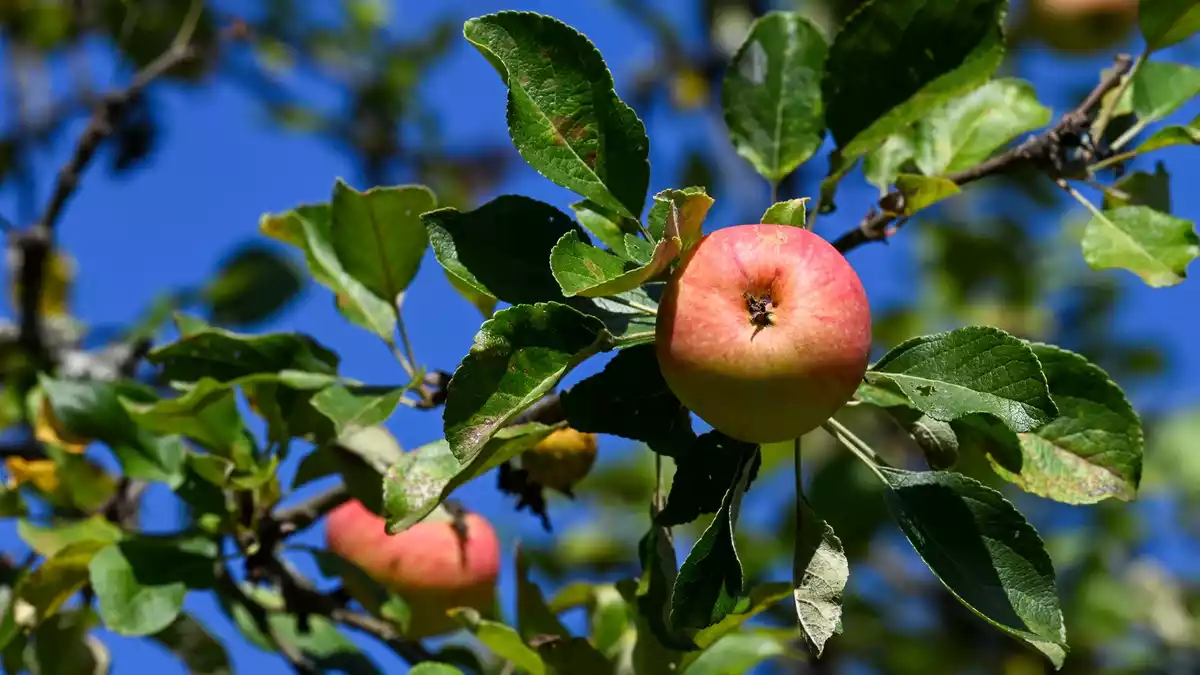 Äpfel sind das mit Abstand am meisten geerntete Baumobst in Deutschland. (Archivbild) - Bild: Jens Kalaene/dpa