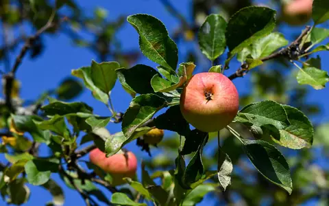 Äpfel sind das mit Abstand am meisten geerntete Baumobst in Deutschland. (Archivbild) - Foto: Jens Kalaene/dpa