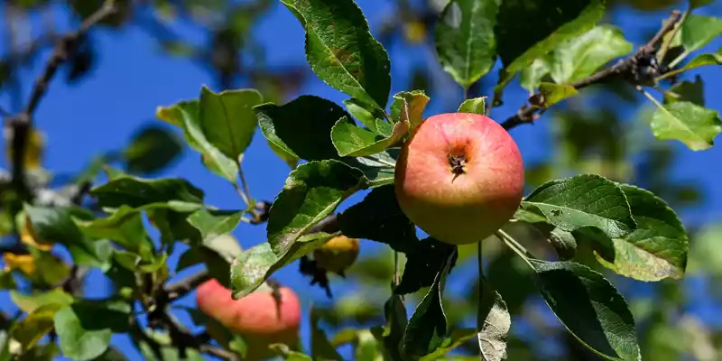 Äpfel sind das mit Abstand am meisten geerntete Baumobst in Deutschland. (Archivbild) - Foto: Jens Kalaene/dpa