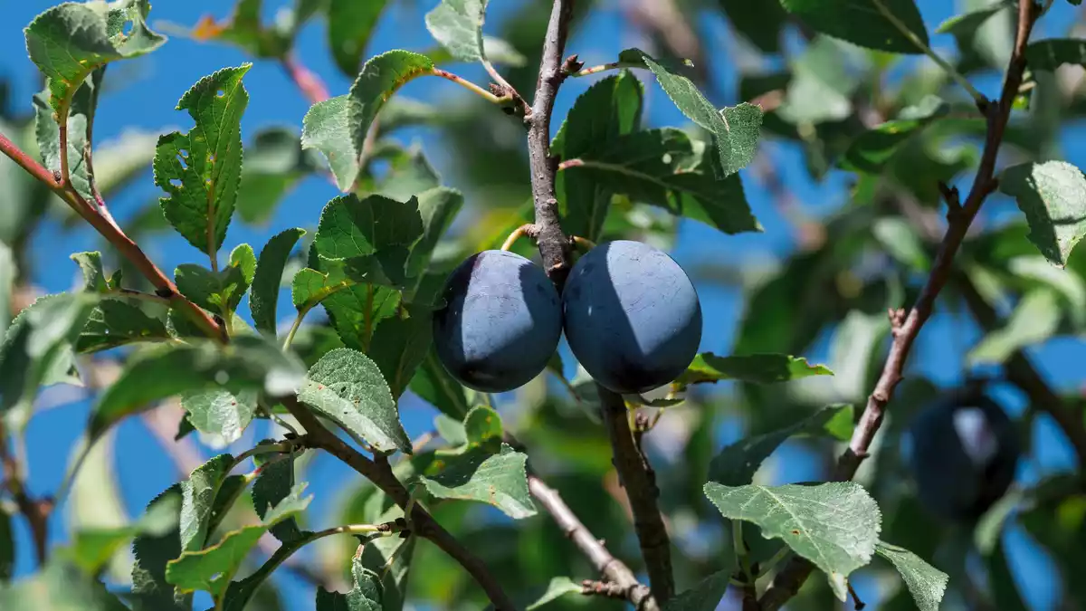 Pflaumen und Zwetschgen werden in Deutschland vor allem in Baden-Württemberg und Rheinland-Pfalz angebaut. (Symbolbild) - Bild: Daniel Vogl/dpa