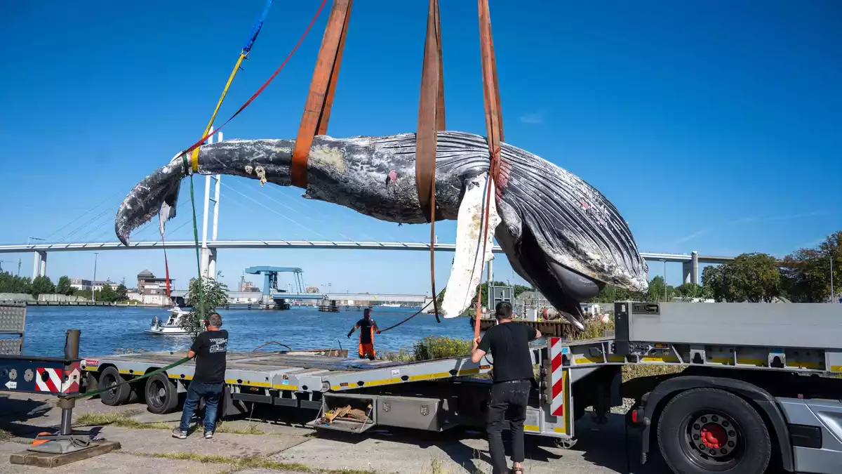 Der tote Wal vom Greifswalder Bodden ist seziert worden. (Archivbild) - Bild: Stefan Sauer/dpa