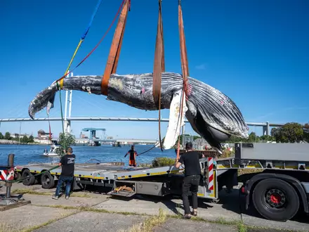 Der tote Wal vom Greifswalder Bodden ist seziert worden. (Archivbild) - Foto: Stefan Sauer/dpa