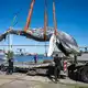 Der tote Wal vom Greifswalder Bodden ist seziert worden. (Archivbild) - Bild: Stefan Sauer/dpa
