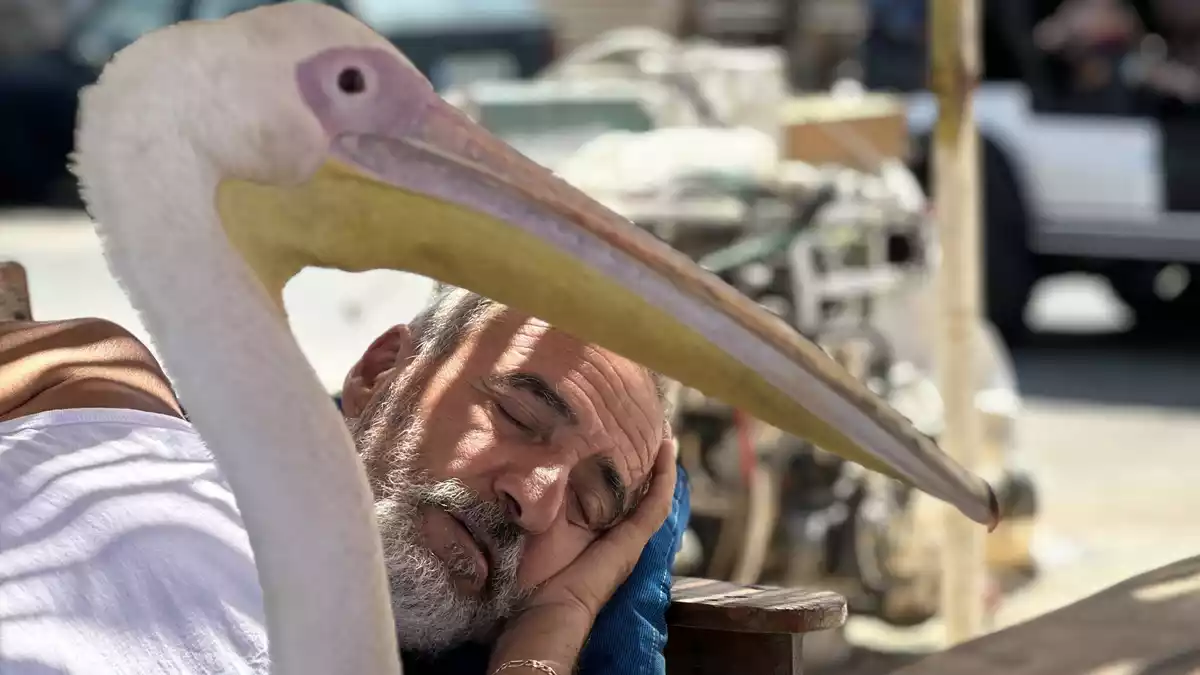 «Pelikanchen» passt auf Assal Assal am Hafen auf während er einen Mittagsschlaf hält. - Bild: Tony Issa/dpa