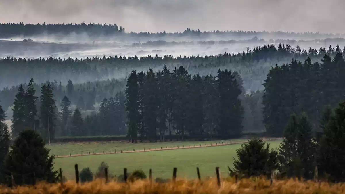 Regen hilft, auffrischender Wind ist ungünstig.  - Bild: Oliver Berg/dpa