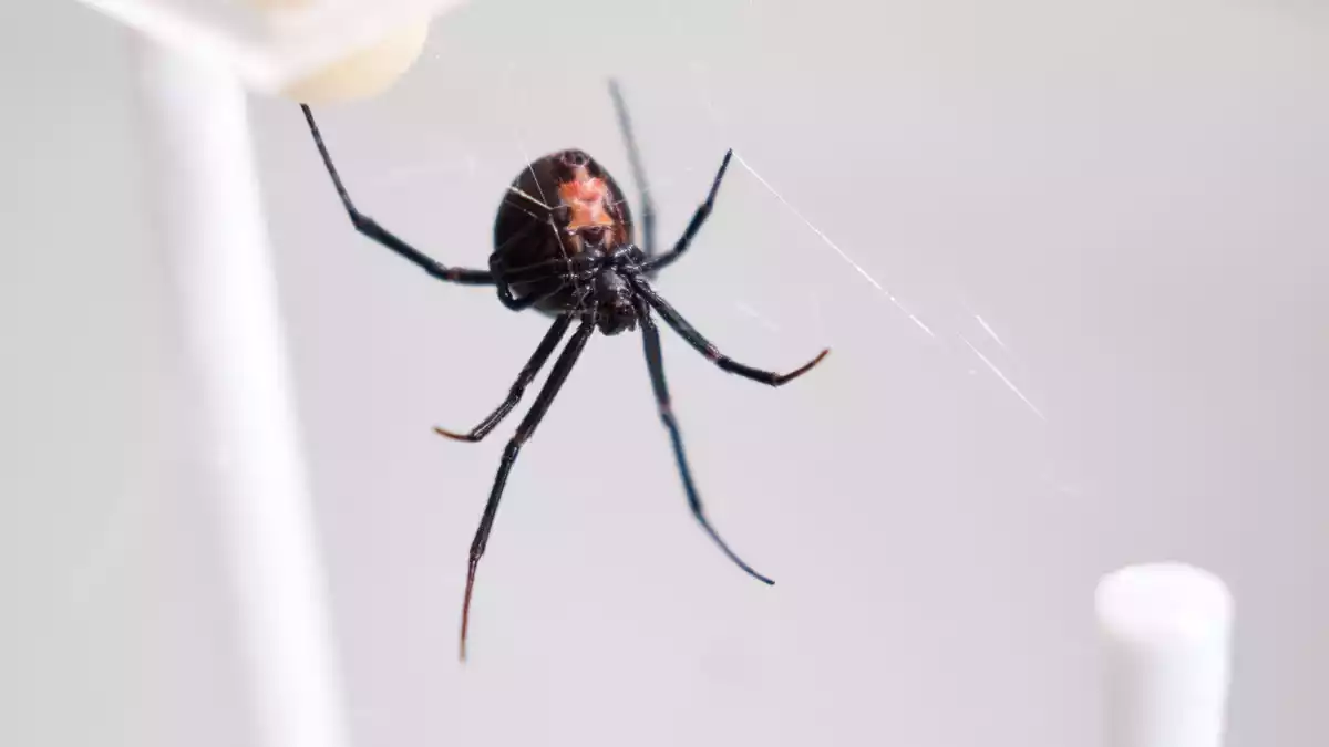 Die Männchen der Rotrückenspinne haben einen sportlichen Trick, um die Paarung mit der auch Schwarze Witwe bezeichneten Spinne zu überleben.  - Bild: Miriam Scriba/UHH/dpa