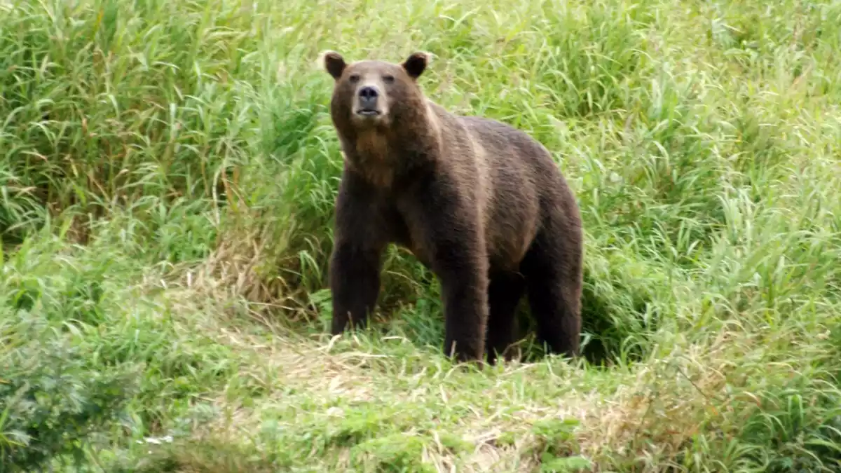 Braunbären sind in vielen Teilen Russlands verbreitet. (Archivbild) - Bild: Ulf Mauder/dpa