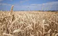 Getreidefeld (Archiv) - Foto: via dts Nachrichtenagentur