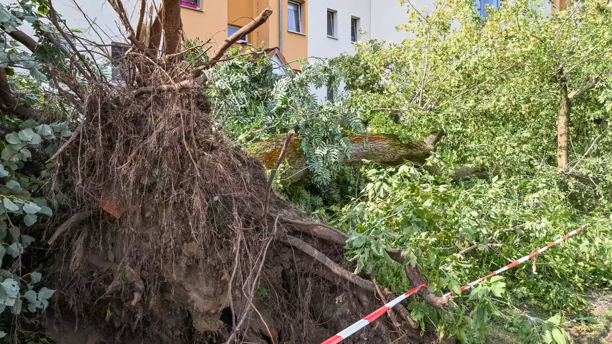 Am Tag danach ist in Fürstenwalde Aufräumen angesagt. - Bild: Patrick Pleul/dpa