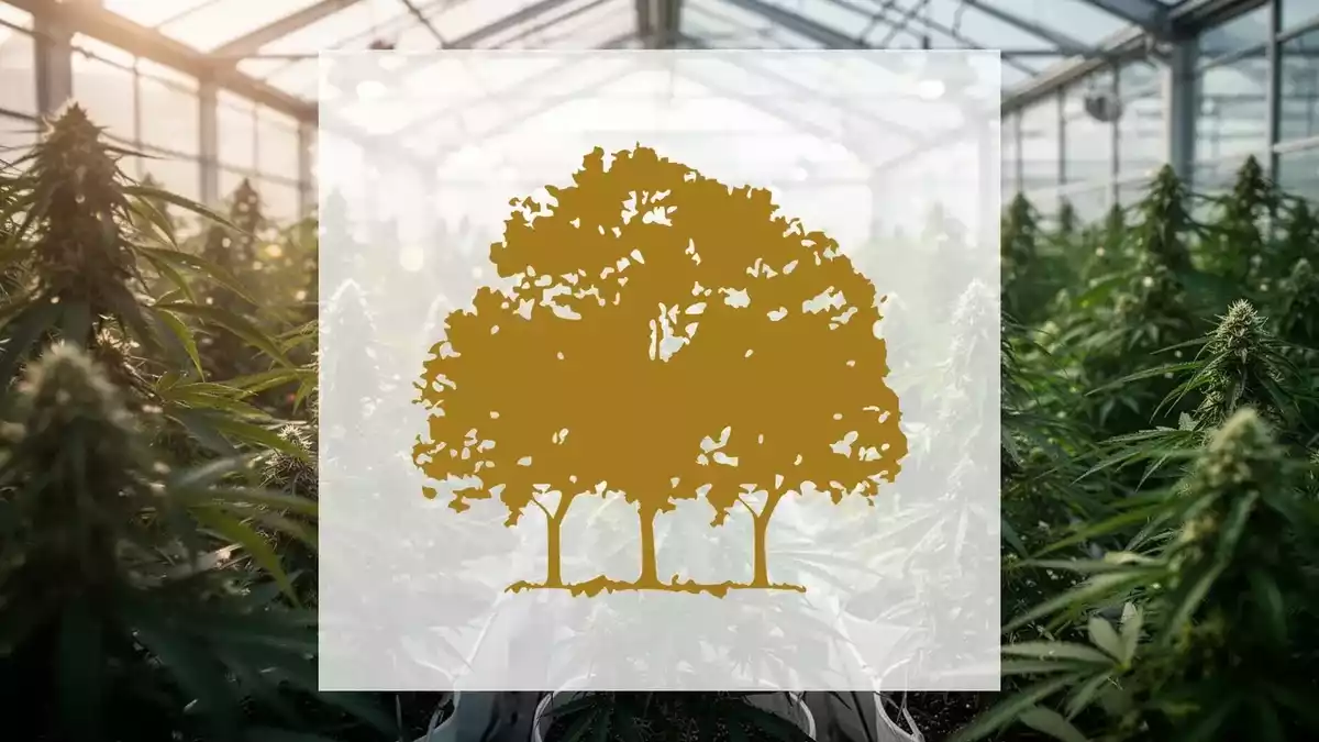 Canopy Growth Q1 FY2027 Results: Revenue Up 13%, Accounting Issues Persist