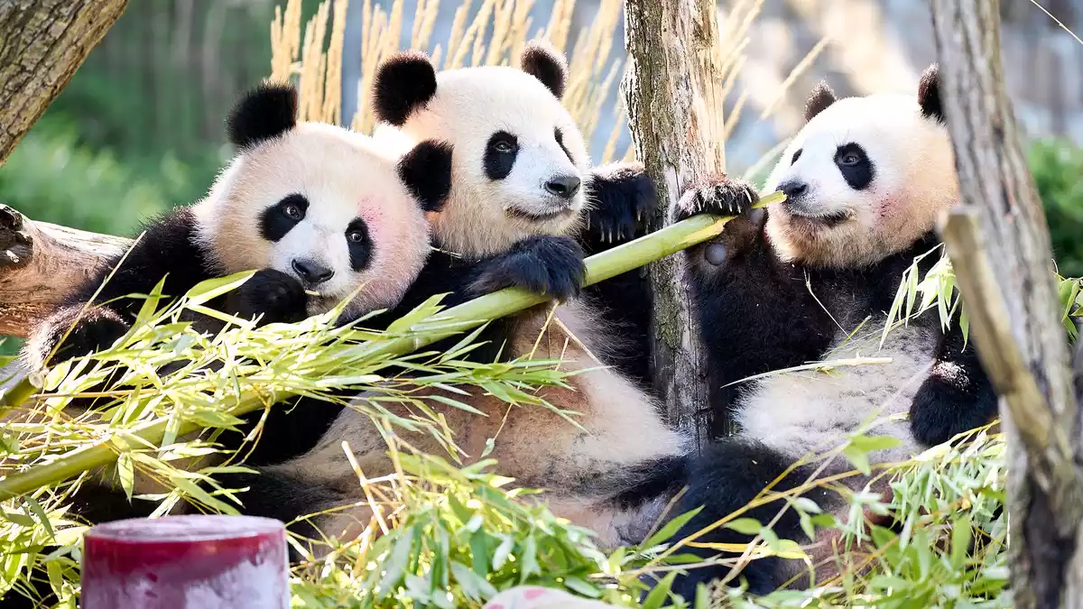 Neben Bambus und Muttermilch essen Leni und Lotti spezielle Panda-Kekse. - Bild: Michael Ukas/dpa
