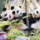 Neben Bambus und Muttermilch essen Leni und Lotti spezielle Panda-Kekse. - Bild: Michael Ukas/dpa