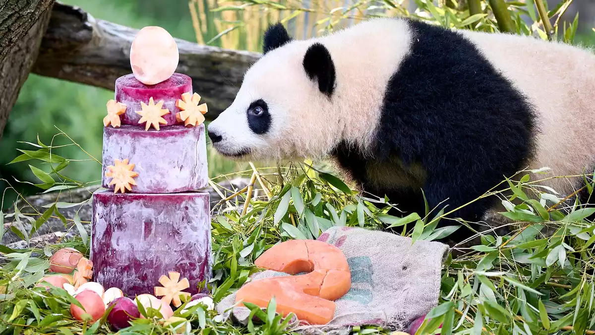 Die Torte steckt gefrorener Saft aus Karotten und Rote Beete. - Bild: Michael Ukas/dpa