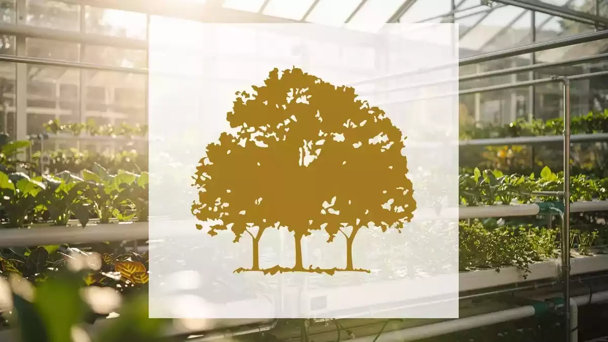Canopy Growth Q1 Beats Estimates but Stock Lags: Reverse Split and Restatement Loom