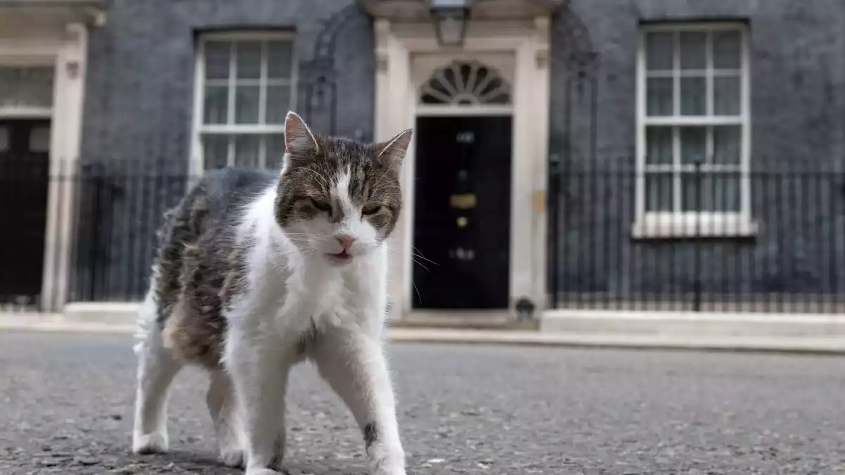 Kater Larry lebt. (Archivbild) - Bild: Thomas Krych/AP/dpa