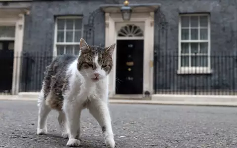 Kater Larry lebt. (Archivbild) - Foto: Thomas Krych/AP/dpa