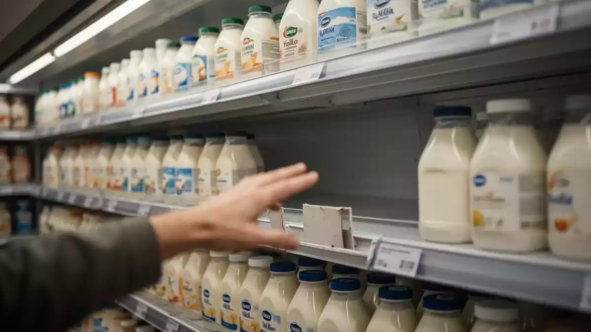 Lidl ruft Milbona Proteinpudding wegen Bakterienbelastung zurück