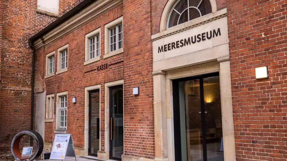 Rund vier Monate nach der Bergung des vor der Ostseeküste geborgenen Buckelwals «Timmy» sieht sich das Deutsche Meeresmuseum in Stralsund immer noch Anfeindungen ausgesetzt. (Archivbild) - Bild: Jens Büttner/dpa