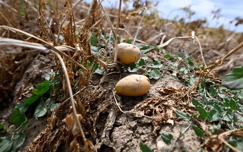 Ernte in Deutschland: Landwirte erwarten dickes Minus wegen extremer Trockenheit. (Archivbild) - Foto: Roberto Pfeil/dpa