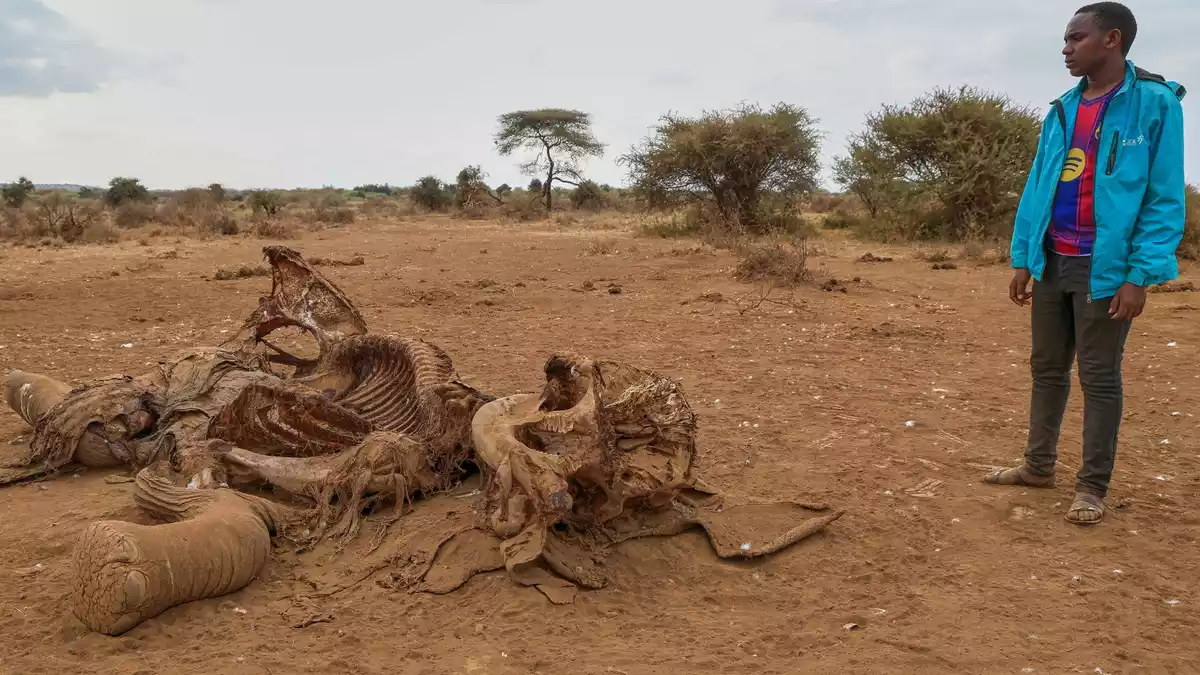 Seit Juni sind im Amboseli-Gebiet 18 Elefanten durch Vergiftungen gestorben. (Archivbild) - Bild: Andrew Kasuku/AP/dpa