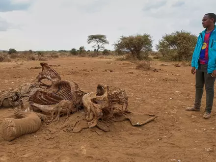 Seit Juni sind im Amboseli-Gebiet 18 Elefanten durch Vergiftungen gestorben. (Archivbild) - Foto: Andrew Kasuku/AP/dpa