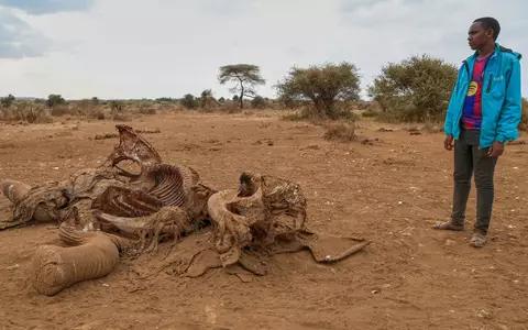 Seit Juni sind im Amboseli-Gebiet 18 Elefanten durch Vergiftungen gestorben. (Archivbild) - Foto: Andrew Kasuku/AP/dpa