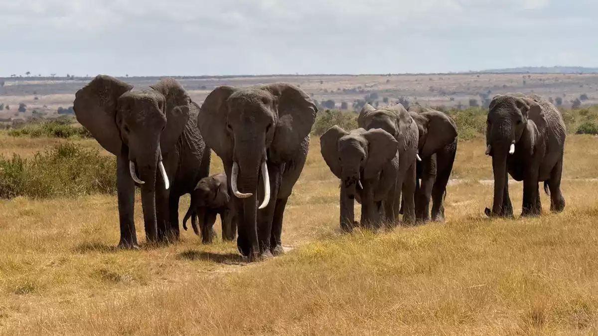 Der Amboseli-Nationalpark ist bekannt für seine großen Elefantenherden. (Archivbild) - Bild: Eva Krafczyk/dpa
