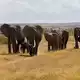 Der Amboseli-Nationalpark ist bekannt für seine großen Elefantenherden. (Archivbild) - Bild: Eva Krafczyk/dpa
