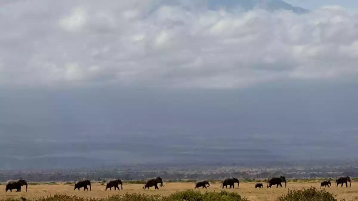 Tourismus ist für Kenia eine wichtige Einnahmequelle - und die Hoffnung auf die Sichtung von Elefanten vor dem Hintergrund des Kilimanjaro ein Anziehungspunkt für viele Safari-Touristen. (Archivbild) - Bild: Eva Krafczyk/dpa