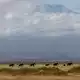 Tourismus ist für Kenia eine wichtige Einnahmequelle - und die Hoffnung auf die Sichtung von Elefanten vor dem Hintergrund des Kilimanjaro ein Anziehungspunkt für viele Safari-Touristen. (Archivbild) - Bild: Eva Krafczyk/dpa