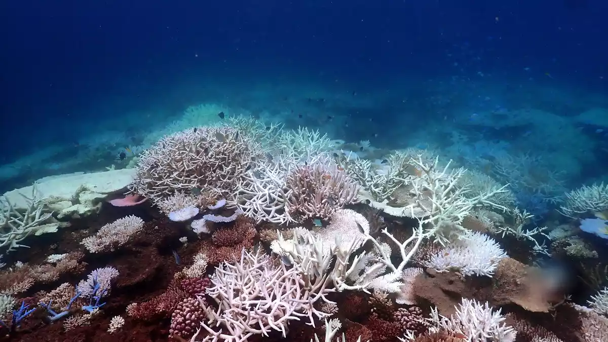 Die Aufwärmung der Meere führt unter anderem zum Absterben von Korallen, hier am Great Barrier Reef (Archivbild). - Bild: Supplied/CSIRO/dpa