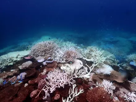 Die Aufwärmung der Meere führt unter anderem zum Absterben von Korallen, hier am Great Barrier Reef (Archivbild). - Foto: Supplied/CSIRO/dpa