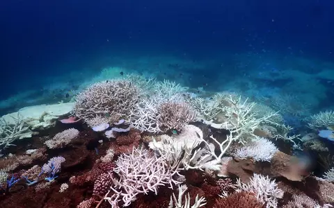 Die Aufwärmung der Meere führt unter anderem zum Absterben von Korallen, hier am Great Barrier Reef (Archivbild). - Foto: Supplied/CSIRO/dpa