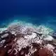 Die Aufwärmung der Meere führt unter anderem zum Absterben von Korallen, hier am Great Barrier Reef (Archivbild). - Bild: Supplied/CSIRO/dpa
