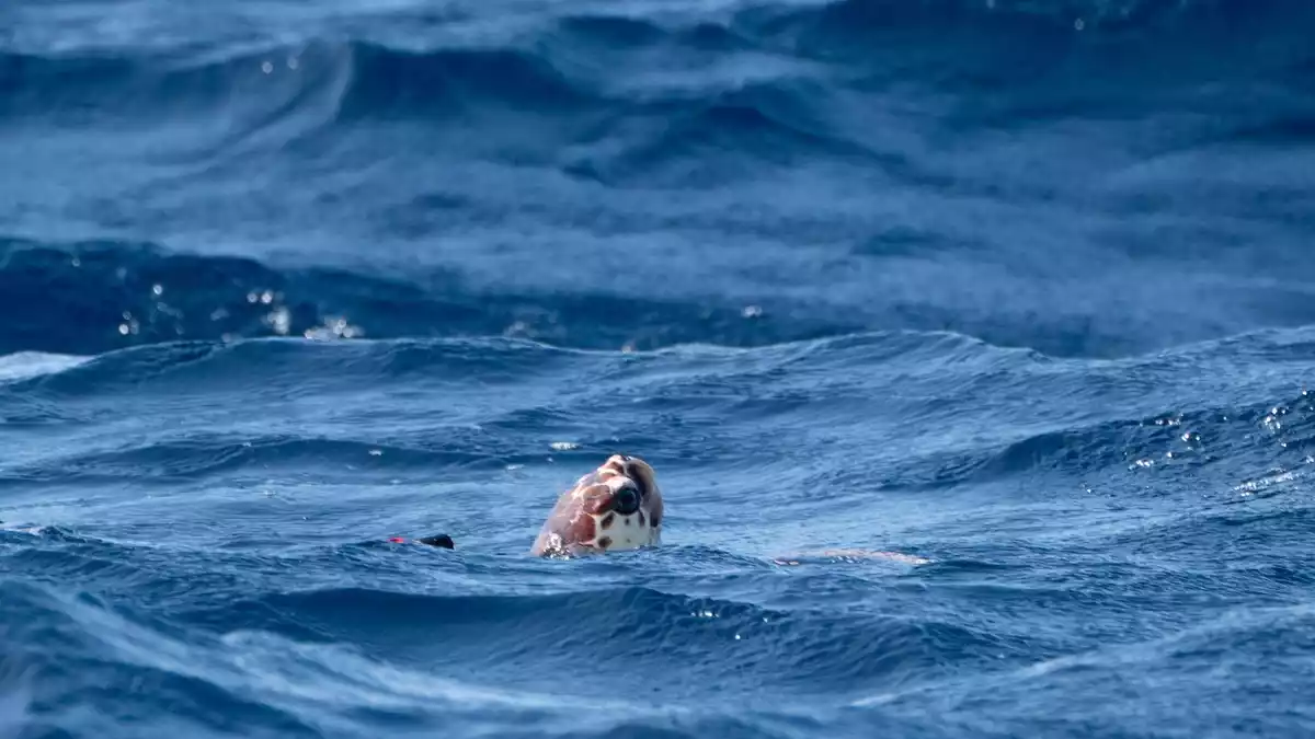 Wärmere Ozeane beeinflussen auch Nahrungsketten im Meer. (Symbolbild) - Bild: Ben Birchall/Press Association/dpa