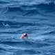 Wärmere Ozeane beeinflussen auch Nahrungsketten im Meer. (Symbolbild) - Bild: Ben Birchall/Press Association/dpa