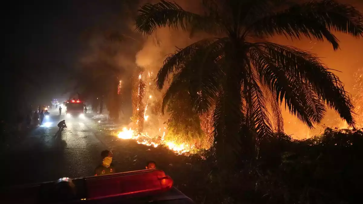 Während der Trockenzeit brechen auf Borneo immer wieder verheerende Feuer aus. - Bild: Andri Rizky Agustian/AP/dpa