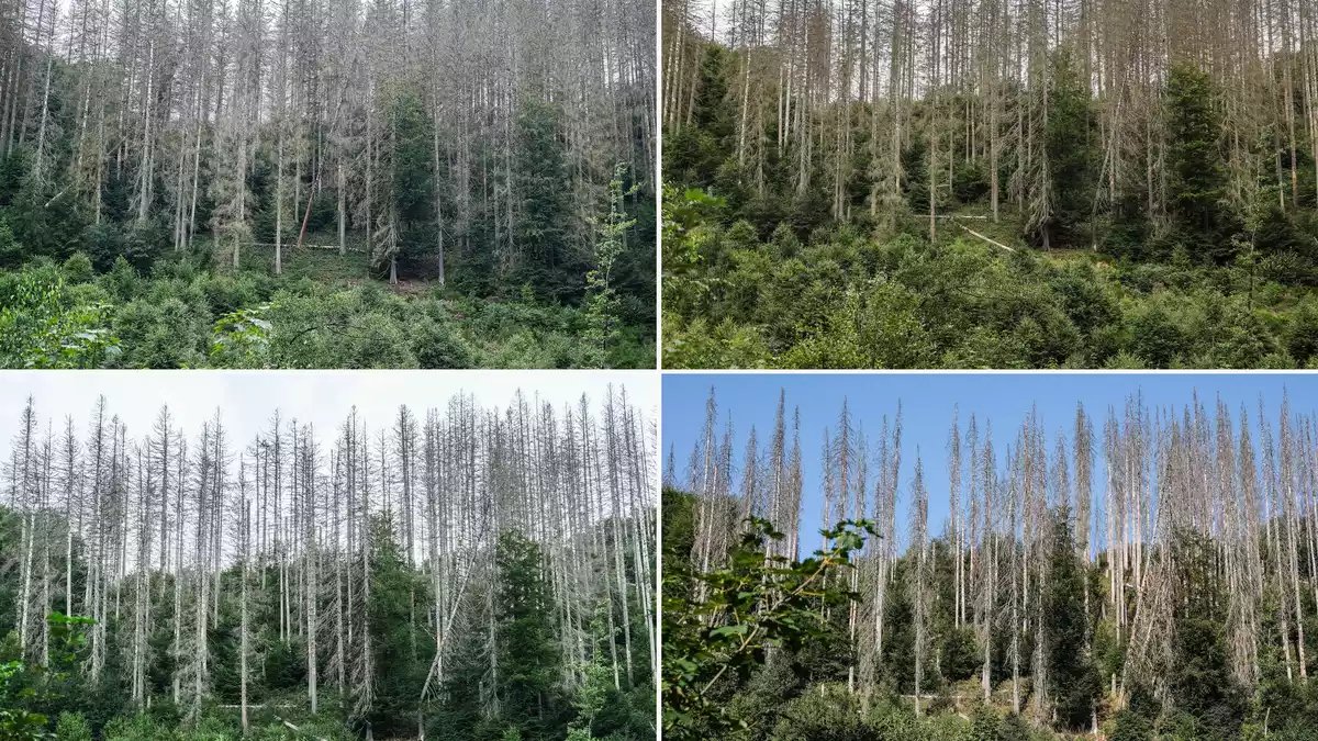 Zwischen abgestorbenen Fichten sind im Nationalpark Eifel junge Buchen zu sehen - im Jahr 2023 (oben links), 2024 (oben rechts), 2025 (unten links) und 2026 (unten rechts).  - Bild: Oliver Berg/dpa