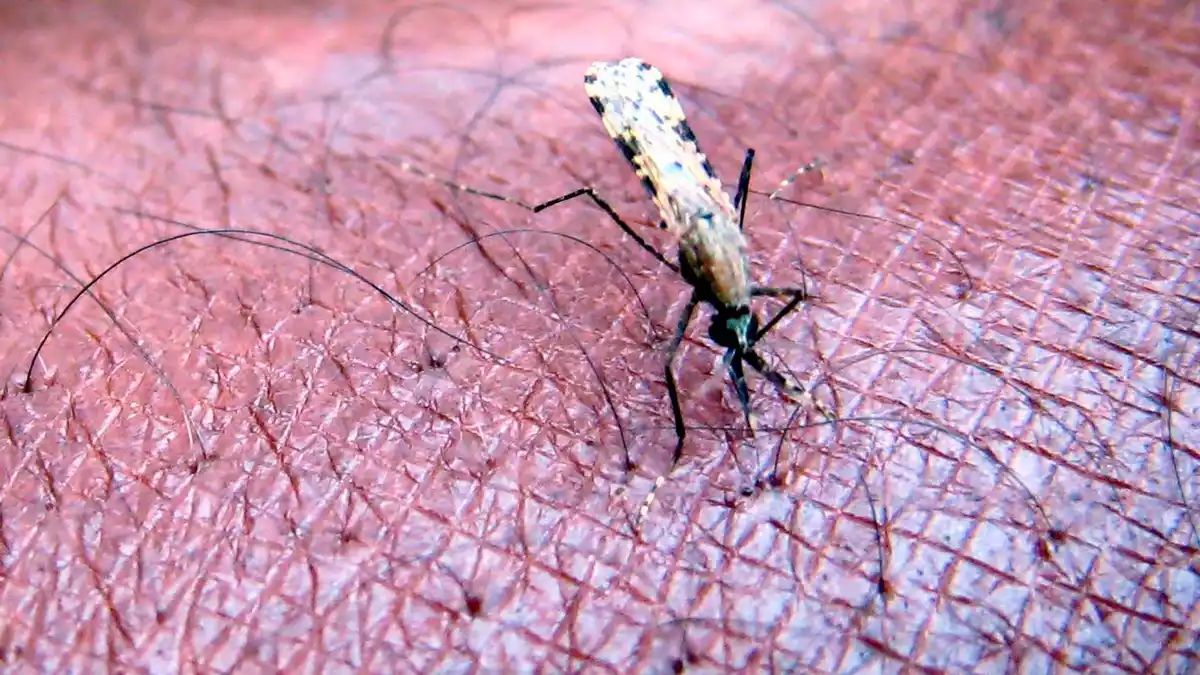 Malaria wird von Mücken übertragen. (Symbolbild) - Bild: Stephen  Morrison/EPA FILE/dpa