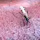 Malaria wird von Mücken übertragen. (Symbolbild) - Bild: Stephen  Morrison/EPA FILE/dpa