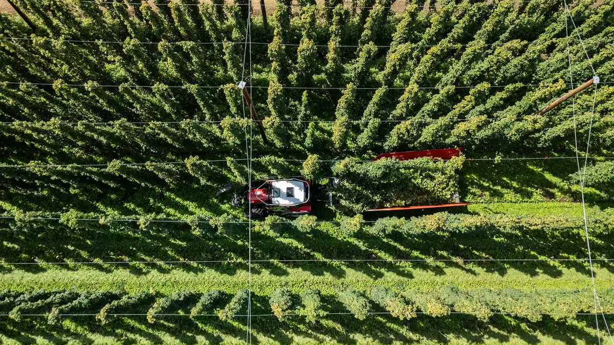 Hopfenernte in der baden-württembergischen Anbauregion Tettnang. (Symbolbild) - Bild: Silas Stein/dpa