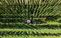Hopfenernte in der baden-württembergischen Anbauregion Tettnang. (Symbolbild) - Foto: Silas Stein/dpa