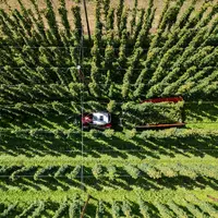 Hopfenernte in der baden-württembergischen Anbauregion Tettnang. (Symbolbild) - Foto: Silas Stein/dpa