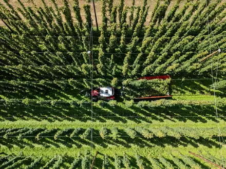 Hopfenernte in der baden-württembergischen Anbauregion Tettnang. (Symbolbild) - Foto: Silas Stein/dpa