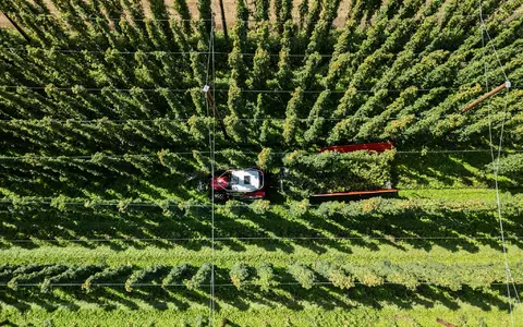 Hopfenernte in der baden-württembergischen Anbauregion Tettnang. (Symbolbild) - Foto: Silas Stein/dpa