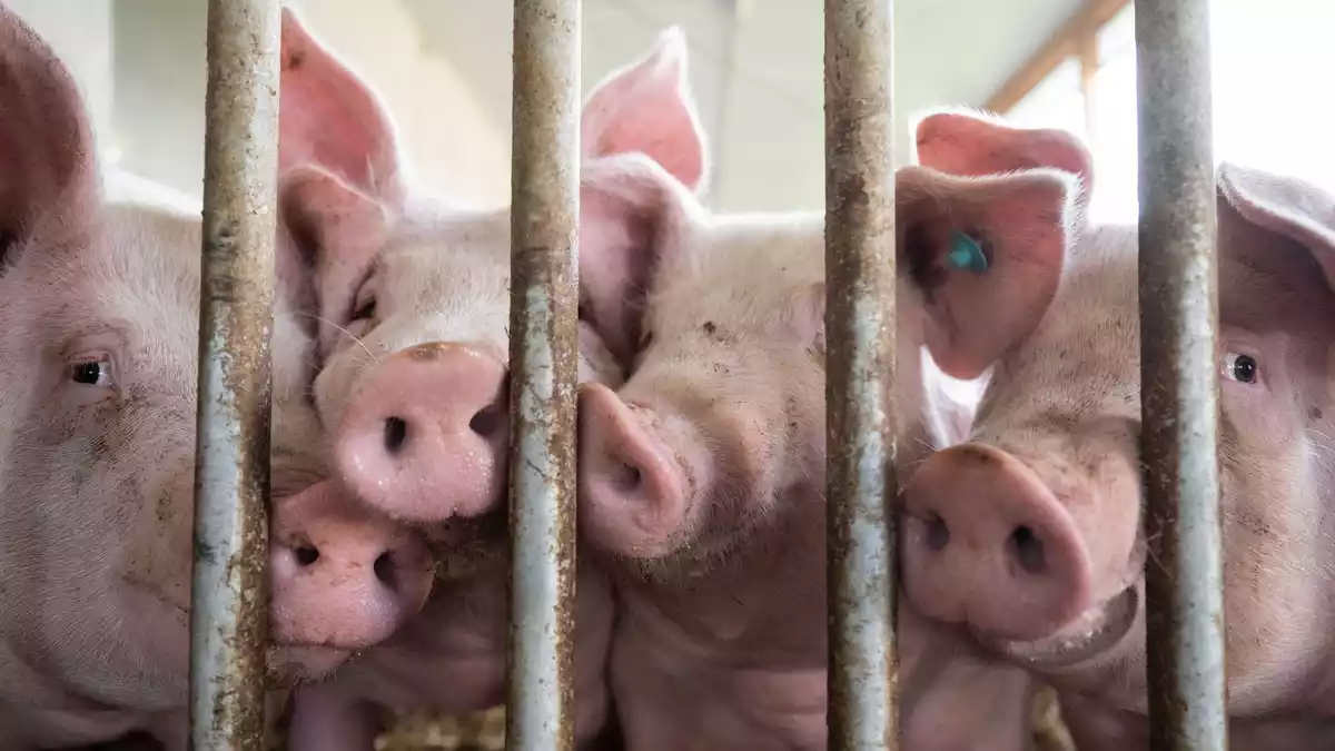 Zu den Bedingungen in der Tierhaltung soll eine staatliche Kennzeichnung kommen. (Archivbild) - Bild: Marijan Murat/dpa