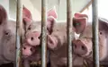 Zu den Bedingungen in der Tierhaltung soll eine staatliche Kennzeichnung kommen. (Archivbild) - Foto: Marijan Murat/dpa