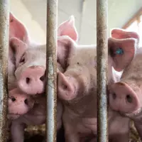 Zu den Bedingungen in der Tierhaltung soll eine staatliche Kennzeichnung kommen. (Archivbild) - Foto: Marijan Murat/dpa